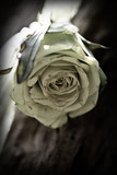 Gerda and Wesley 51