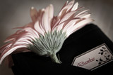 Jenny and Hendrik 18