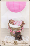 Sethokga Family 33