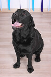 Duey Bear 3