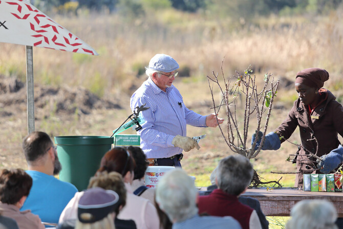 Ludwig's Rose Pruning Demonstration 18