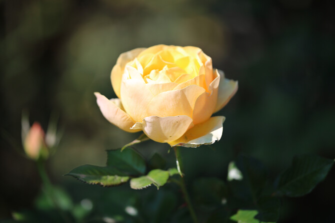 Ludwig's Rose Pruning Demonstration 4