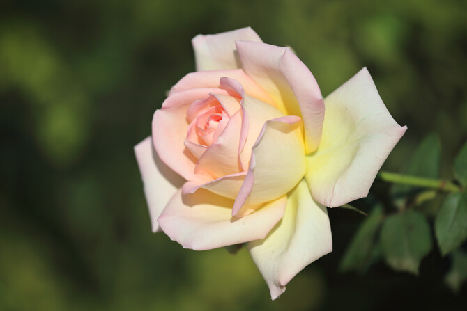 Ludwig's Rose Pruning Demonstration 42