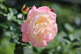 Ludwig's Rose Pruning Demonstration 2