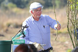 Ludwig's Rose Pruning Demonstration 24