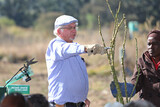 Ludwig's Rose Pruning Demonstration 26