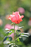 Ludwig's Rose Pruning Demonstration 3