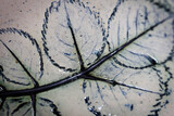 Anne-Marie's Art Portfolio 17