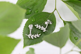 Carat Jewellers Gallery 2 31