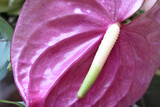 Do Bloom Floral Design 3
