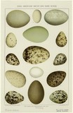 Products and Prints 38