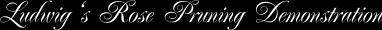 Ludwig's Rose Pruning Demonstration